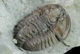 Flexicalymene Trilobite - Mt Orab, Ohio #133906-5